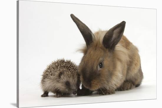 Baby Hedgehog and Young Lionhead-Cross Rabbit-Mark Taylor-Stretched Canvas