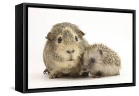 Baby Hedgehog (Erinaceous Europaeus) and Guinea Pig (Cavia Porcellus)-Mark Taylor-Framed Stretched Canvas