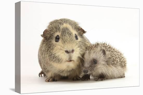 Baby Hedgehog (Erinaceous Europaeus) and Guinea Pig (Cavia Porcellus)-Mark Taylor-Stretched Canvas