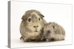 Baby Hedgehog (Erinaceous Europaeus) and Guinea Pig (Cavia Porcellus)-Mark Taylor-Stretched Canvas