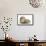 Baby Hedgehog (Erinaceous Europaeus) and Guinea Pig (Cavia Porcellus)-Mark Taylor-Framed Stretched Canvas displayed on a wall