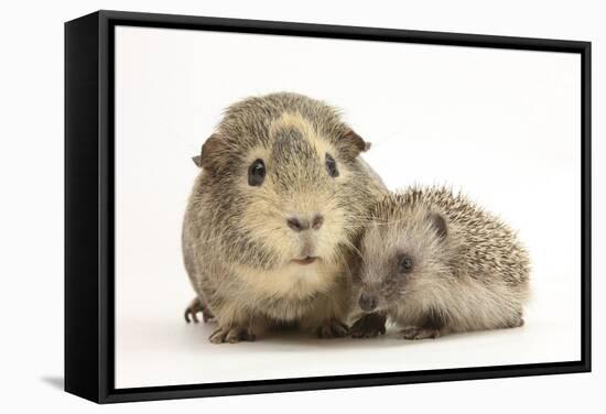 Baby Hedgehog (Erinaceous Europaeus) and Guinea Pig (Cavia Porcellus)-Mark Taylor-Framed Stretched Canvas