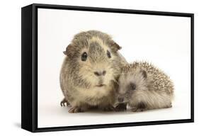 Baby Hedgehog (Erinaceous Europaeus) and Guinea Pig (Cavia Porcellus)-Mark Taylor-Framed Stretched Canvas