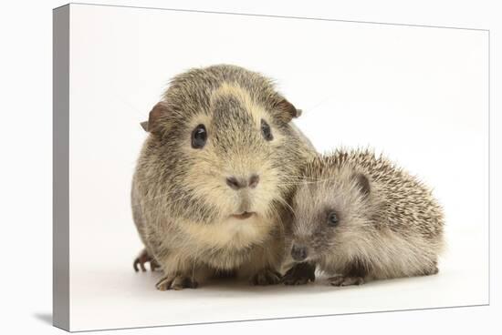 Baby Hedgehog (Erinaceous Europaeus) and Guinea Pig (Cavia Porcellus)-Mark Taylor-Stretched Canvas