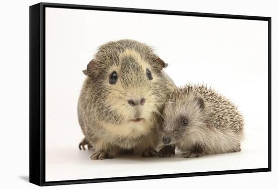 Baby Hedgehog (Erinaceous Europaeus) and Guinea Pig (Cavia Porcellus)-Mark Taylor-Framed Stretched Canvas