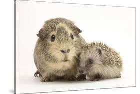 Baby Hedgehog (Erinaceous Europaeus) and Guinea Pig (Cavia Porcellus)-Mark Taylor-Stretched Canvas