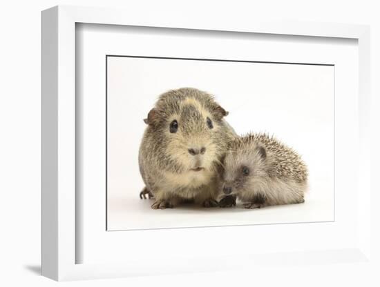 Baby Hedgehog (Erinaceous Europaeus) and Guinea Pig (Cavia Porcellus)-Mark Taylor-Framed Photographic Print