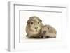 Baby Hedgehog (Erinaceous Europaeus) and Guinea Pig (Cavia Porcellus)-Mark Taylor-Framed Photographic Print