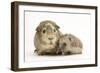 Baby Hedgehog (Erinaceous Europaeus) and Guinea Pig (Cavia Porcellus)-Mark Taylor-Framed Photographic Print