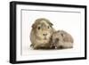 Baby Hedgehog (Erinaceous Europaeus) and Guinea Pig (Cavia Porcellus)-Mark Taylor-Framed Photographic Print