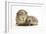 Baby Hedgehog (Erinaceous Europaeus) and Guinea Pig (Cavia Porcellus)-Mark Taylor-Framed Photographic Print