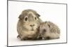 Baby Hedgehog (Erinaceous Europaeus) and Guinea Pig (Cavia Porcellus)-Mark Taylor-Mounted Photographic Print
