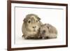 Baby Hedgehog (Erinaceous Europaeus) and Guinea Pig (Cavia Porcellus)-Mark Taylor-Framed Photographic Print