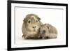 Baby Hedgehog (Erinaceous Europaeus) and Guinea Pig (Cavia Porcellus)-Mark Taylor-Framed Photographic Print