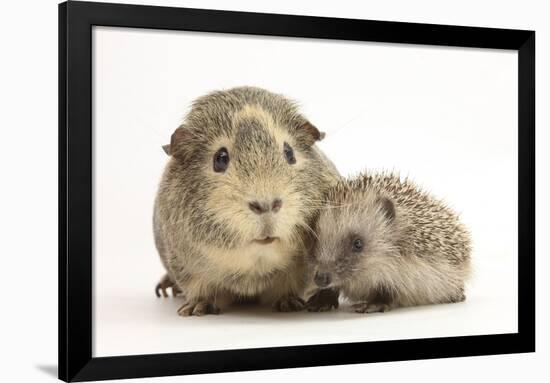 Baby Hedgehog (Erinaceous Europaeus) and Guinea Pig (Cavia Porcellus)-Mark Taylor-Framed Photographic Print