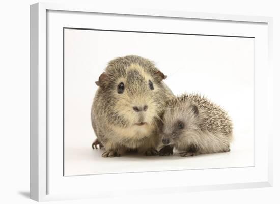 Baby Hedgehog (Erinaceous Europaeus) and Guinea Pig (Cavia Porcellus)-Mark Taylor-Framed Photographic Print