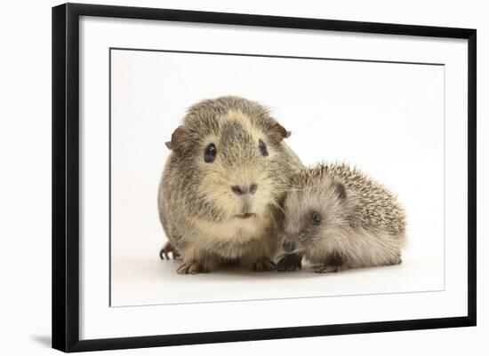 Baby Hedgehog (Erinaceous Europaeus) and Guinea Pig (Cavia Porcellus)-Mark Taylor-Framed Photographic Print