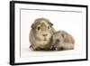 Baby Hedgehog (Erinaceous Europaeus) and Guinea Pig (Cavia Porcellus)-Mark Taylor-Framed Photographic Print