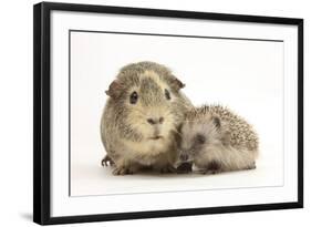 Baby Hedgehog (Erinaceous Europaeus) and Guinea Pig (Cavia Porcellus)-Mark Taylor-Framed Photographic Print