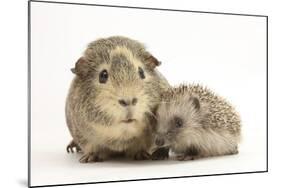Baby Hedgehog (Erinaceous Europaeus) and Guinea Pig (Cavia Porcellus)-Mark Taylor-Mounted Photographic Print