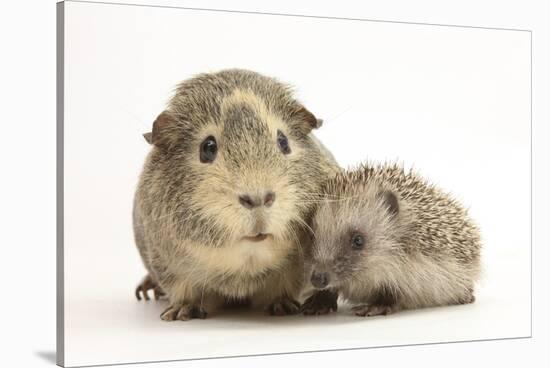 Baby Hedgehog (Erinaceous Europaeus) and Guinea Pig (Cavia Porcellus)-Mark Taylor-Stretched Canvas