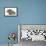 Baby Hedgehog (Erinaceus Europaeus) and Guinea Pig, Walking in Profile-Mark Taylor-Framed Stretched Canvas displayed on a wall