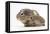 Baby Hedgehog (Erinaceus Europaeus) and Guinea Pig, Walking in Profile-Mark Taylor-Framed Stretched Canvas