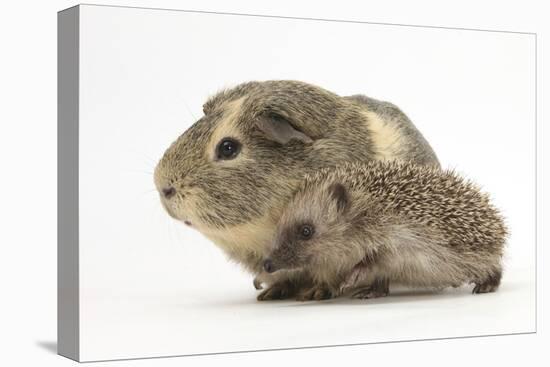 Baby Hedgehog (Erinaceus Europaeus) and Guinea Pig, Walking in Profile-Mark Taylor-Stretched Canvas