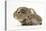 Baby Hedgehog (Erinaceus Europaeus) and Guinea Pig, Walking in Profile-Mark Taylor-Stretched Canvas