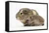 Baby Hedgehog (Erinaceus Europaeus) and Guinea Pig, Walking in Profile-Mark Taylor-Framed Stretched Canvas