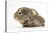 Baby Hedgehog (Erinaceus Europaeus) and Guinea Pig, Walking in Profile-Mark Taylor-Stretched Canvas