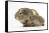 Baby Hedgehog (Erinaceus Europaeus) and Guinea Pig, Walking in Profile-Mark Taylor-Framed Stretched Canvas