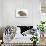 Baby Hedgehog (Erinaceus Europaeus) and Guinea Pig, Walking in Profile-Mark Taylor-Stretched Canvas displayed on a wall