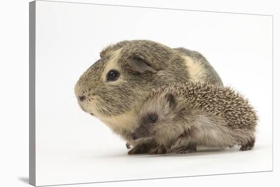 Baby Hedgehog (Erinaceus Europaeus) and Guinea Pig, Walking in Profile-Mark Taylor-Stretched Canvas