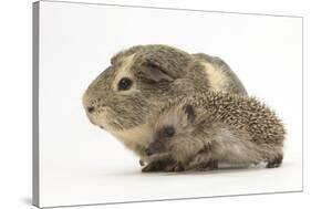 Baby Hedgehog (Erinaceus Europaeus) and Guinea Pig, Walking in Profile-Mark Taylor-Stretched Canvas