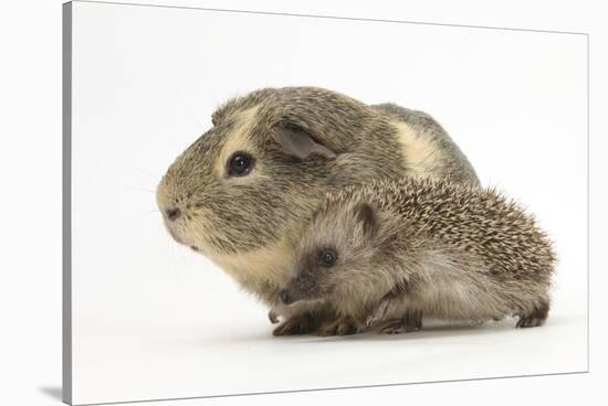 Baby Hedgehog (Erinaceus Europaeus) and Guinea Pig, Walking in Profile-Mark Taylor-Stretched Canvas