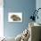 Baby Hedgehog (Erinaceus Europaeus) and Guinea Pig, Walking in Profile-Mark Taylor-Photographic Print displayed on a wall