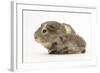 Baby Hedgehog (Erinaceus Europaeus) and Guinea Pig, Walking in Profile-Mark Taylor-Framed Photographic Print