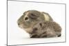 Baby Hedgehog (Erinaceus Europaeus) and Guinea Pig, Walking in Profile-Mark Taylor-Mounted Photographic Print