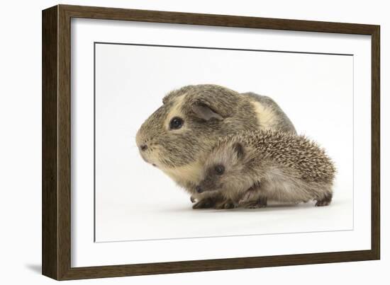 Baby Hedgehog (Erinaceus Europaeus) and Guinea Pig, Walking in Profile-Mark Taylor-Framed Photographic Print