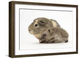 Baby Hedgehog (Erinaceus Europaeus) and Guinea Pig, Walking in Profile-Mark Taylor-Framed Photographic Print