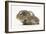 Baby Hedgehog (Erinaceus Europaeus) and Guinea Pig, Walking in Profile-Mark Taylor-Framed Photographic Print