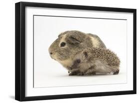 Baby Hedgehog (Erinaceus Europaeus) and Guinea Pig, Walking in Profile-Mark Taylor-Framed Photographic Print