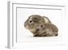 Baby Hedgehog (Erinaceus Europaeus) and Guinea Pig, Walking in Profile-Mark Taylor-Framed Photographic Print