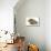 Baby Hedgehog (Erinaceus Europaeus) and Guinea Pig, Walking in Profile-Mark Taylor-Mounted Photographic Print displayed on a wall