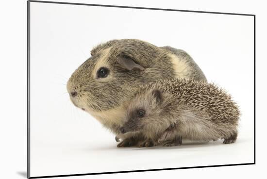 Baby Hedgehog (Erinaceus Europaeus) and Guinea Pig, Walking in Profile-Mark Taylor-Mounted Photographic Print