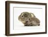 Baby Hedgehog (Erinaceus Europaeus) and Guinea Pig, Walking in Profile-Mark Taylor-Framed Photographic Print