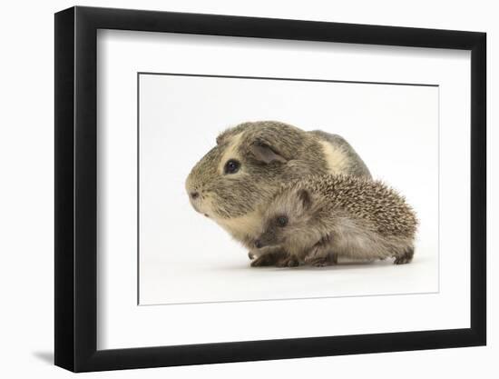 Baby Hedgehog (Erinaceus Europaeus) and Guinea Pig, Walking in Profile-Mark Taylor-Framed Photographic Print