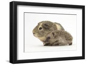 Baby Hedgehog (Erinaceus Europaeus) and Guinea Pig, Walking in Profile-Mark Taylor-Framed Photographic Print