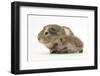 Baby Hedgehog (Erinaceus Europaeus) and Guinea Pig, Walking in Profile-Mark Taylor-Framed Photographic Print